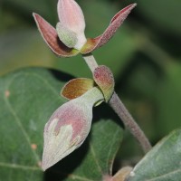 Hibiscus tiliaceus L.